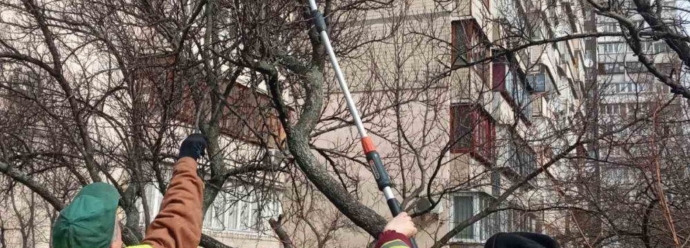 Кронування дерев