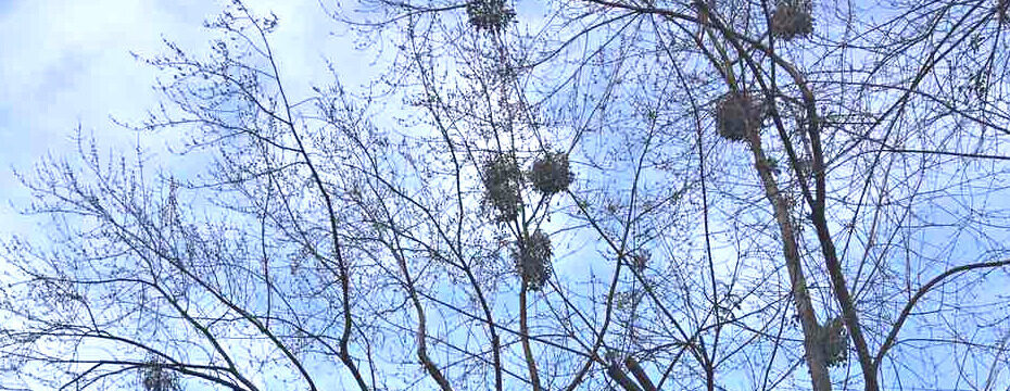 Рятуємо дерева від омели