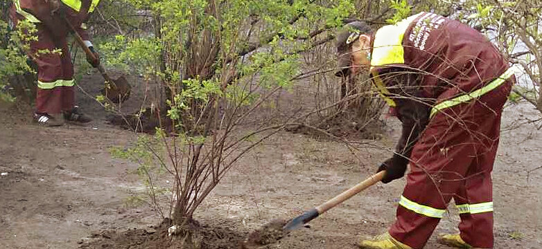 Обкопування землі навколо стовбурів